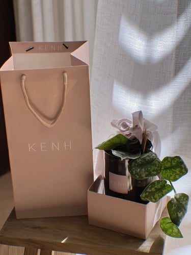 عيدية نبتة ملونة - وردي