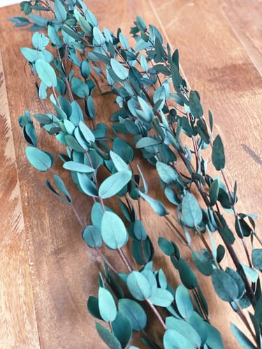 اغصان يوكالبتوس طبيعي مجفف - صغير