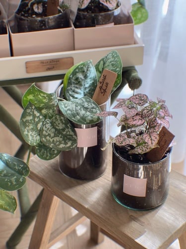 عيدية نباتات ملونة - مجموعة من ٦