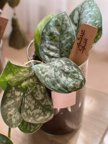 عيدية نبتة ملونة - فضي