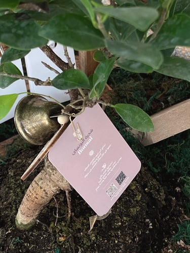 هدية شجرة البونساي | تقويم المنزل