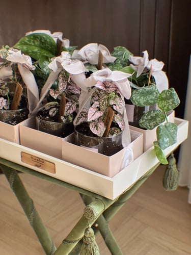 عيدية نباتات ملونة - مجموعة من ٦