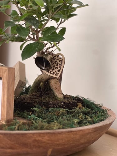 هدية شجرة البونساي | تقويم المنزل