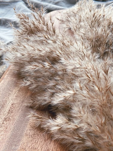 اغصان بامباس كثيفة - مجموعة من 5 اغصان