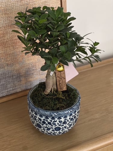 هدية شجرة البونساي | زرقاء