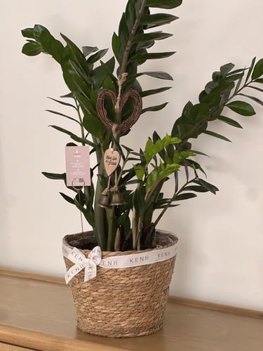 هدية نبتة الزاميا | كبير