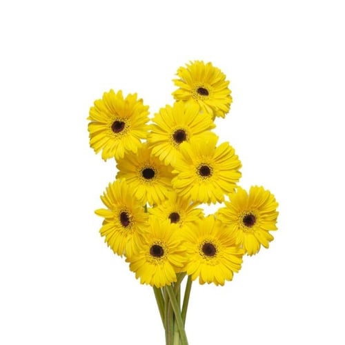 زهرة الجربيرا متعدد الالوان