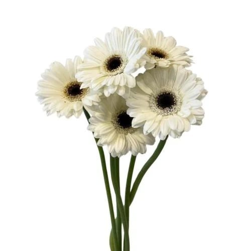 زهرة الجربيرا متعدد الالوان