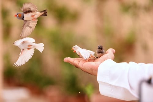 حدائق السوسن - الأحساء