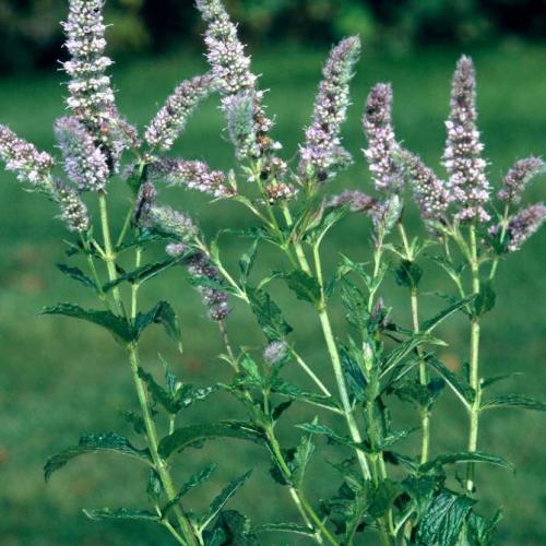 نعناع كريبو