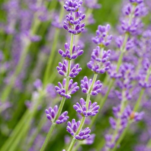 خزامى 245 (فاخر)