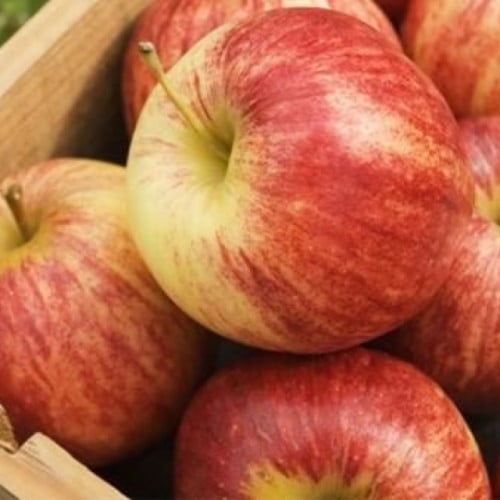 تفاح أحمر 4731