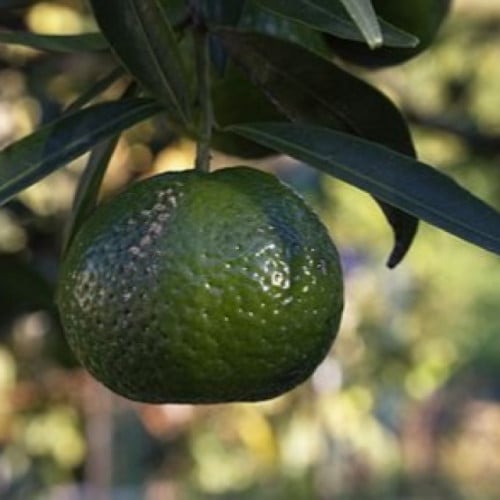 مندرين أخضر