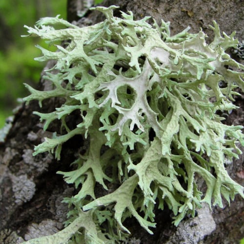 طحلب السنديان