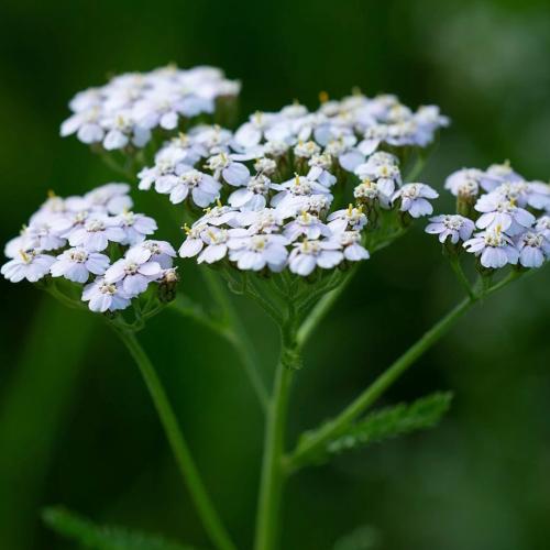 القيصوم - الأزرق