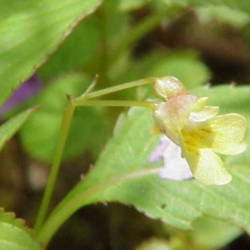 بلسم التولو