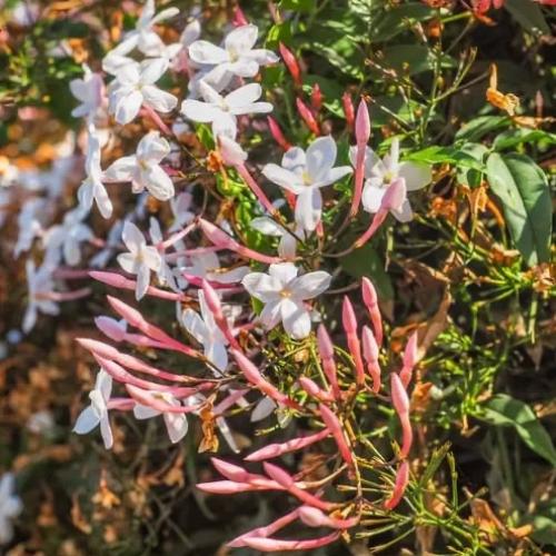 ياسمين أوريكولاتوم مطلق