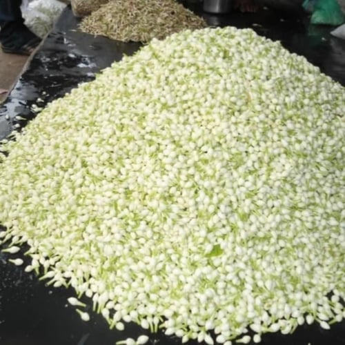 ياسمين سمباك