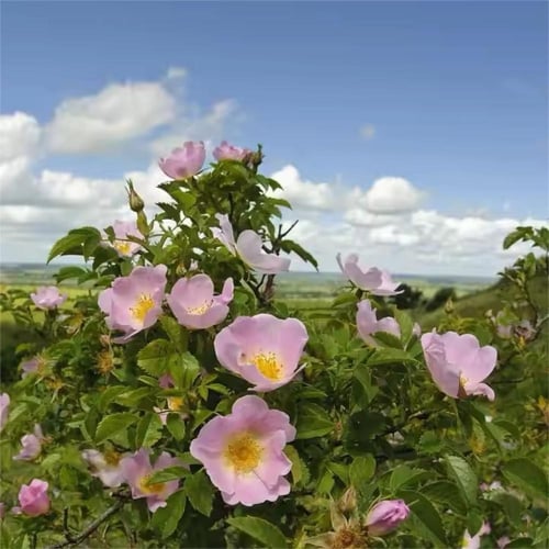 زيت الورد البري