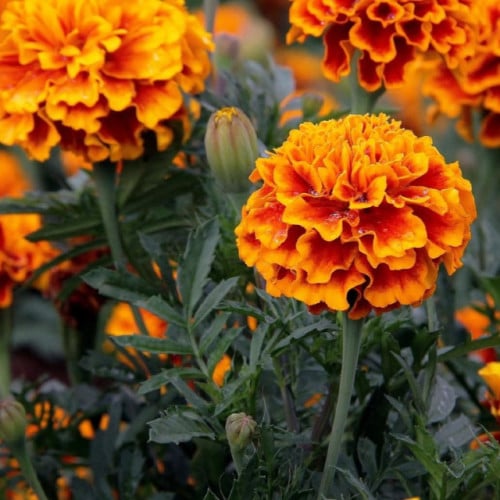 تقيت المطلق