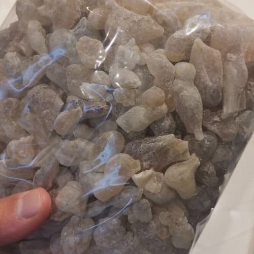 لبان حوجري (أخضر)