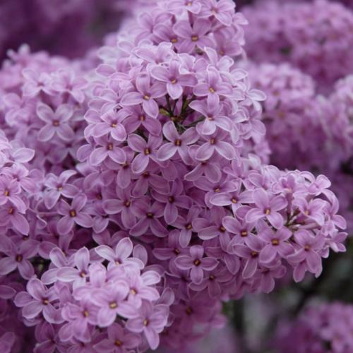 ليلك 46 (فاخر)