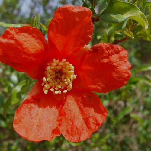 زهرة الرمان