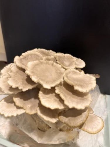 علبة زراعة فطر المحار الإيطالي البني الفورية