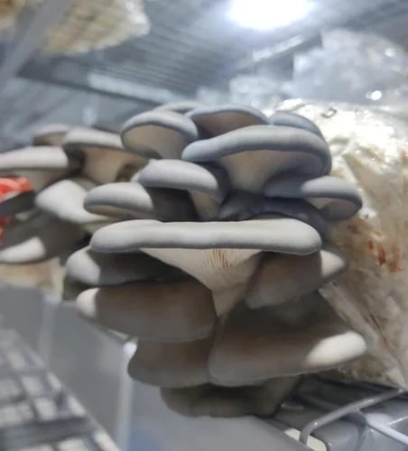 علبة زراعة فطر المحار الأزرق الفورية