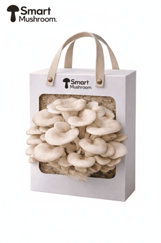 علبة زراعة فطر المحار الثلجي الفورية