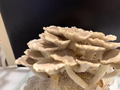 علبة زراعة فطر المحار الإيطالي البني الفورية