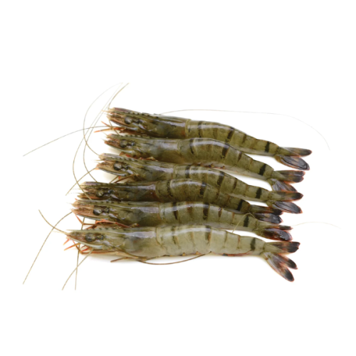 روبيان كامل بلاك تايجر (U15) 12 كجم