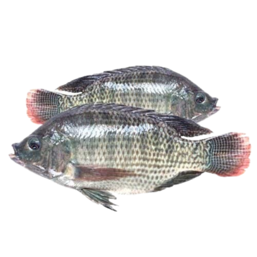 سمك بلطي كامل مجمد نظيف 8كيلو