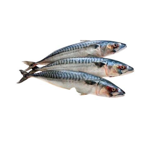 سمك ماكريل مجمد كبير 20 كيلو