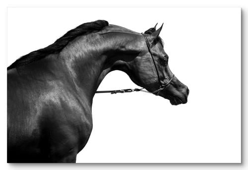 Wall art painting of a purebred Arabian horse (Al...