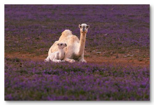 Wall art painting of a camel and her calf among la...