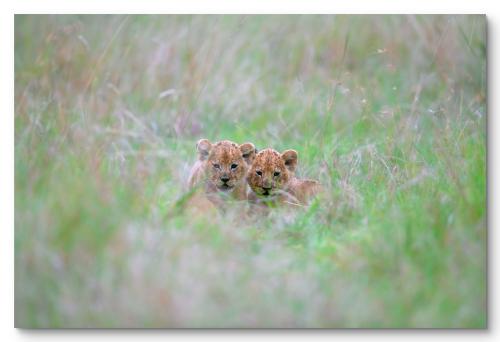 Wall art painting of lion cubs in nature