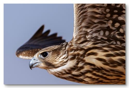 Wall art of a falcon soaring in the sky