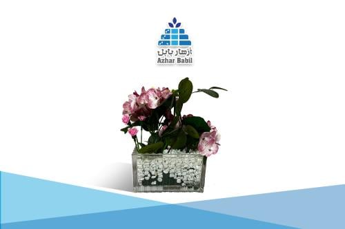 حديقة الجيرانيوم الزجاجية