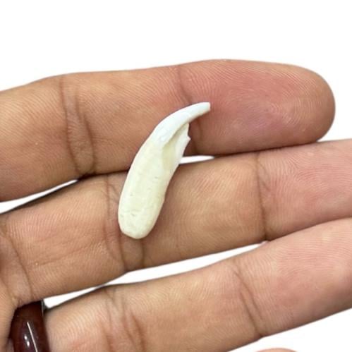 ناب ذئب طبيعي