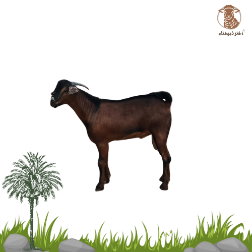 تيس محايلي من 12 الي 20 كيلو