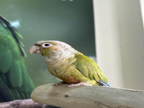 كنيور اليف وهدد