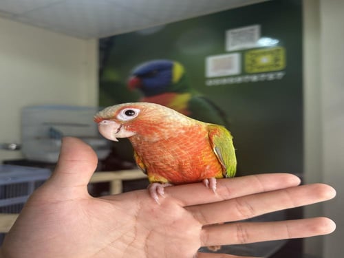 كنيور أناناس دبل رد فاكتور اليف وهدد