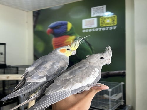 زوج كروان اليف وهدد