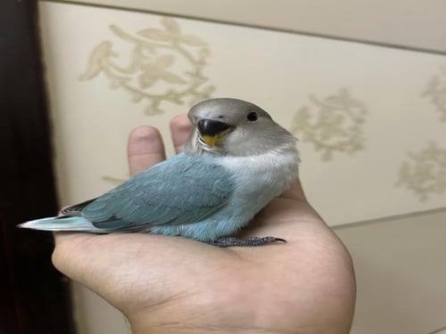 روز اليف وهدد