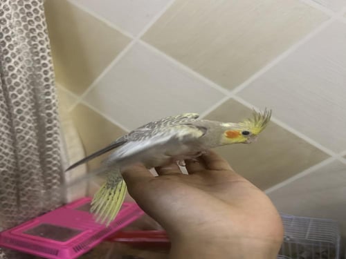 فرخ كروان نهايه غر