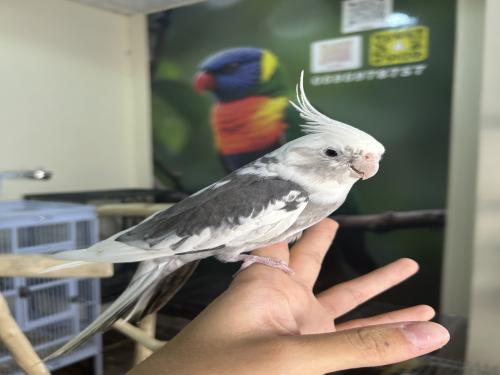 كروان اليف ومغرد