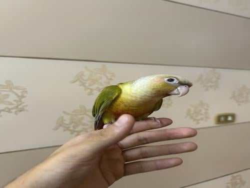 كنيور اناناس اليف وهدد