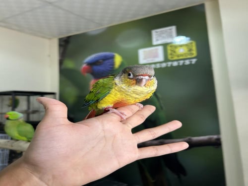 كنيور يلوسايد اليف وهدد