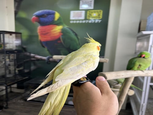 كروان لاتينو اليف